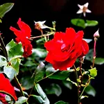 Belle Rose 3*