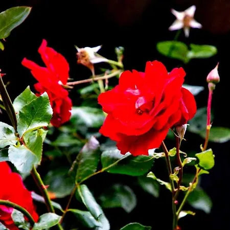 Belle Rose *