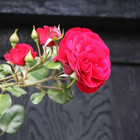 Belle Rose Bed & Breakfast *